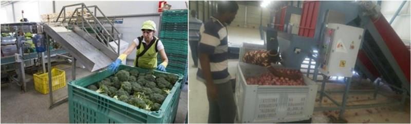 Vented Folding Pallet Box Durable HDPE Folding Pallet Bin for Fruit Storage