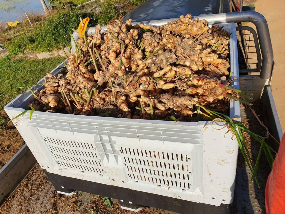 Applications of Plastic Pallet Bin Durable HDPE Foldable Plastic Pallet Bin for Fruit Storage