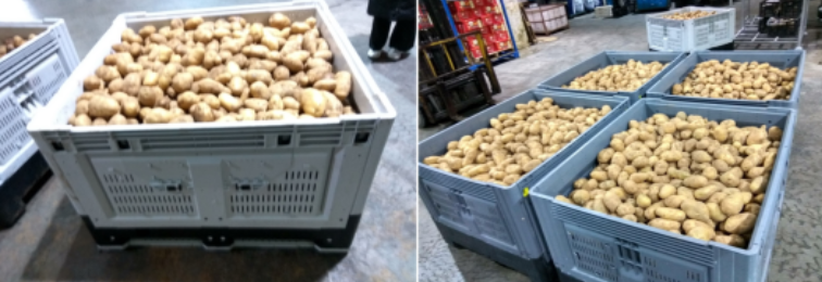 Durable HDPE Fruit Pallet Containers for Logistics & Storage