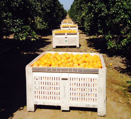 Heavy Duty HDPE Large Mesh Plastic Pallet Bin