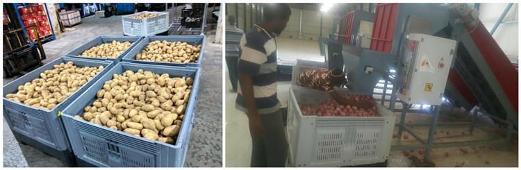 Plastic-Pallet-Box Collapsible Plastic Pallet Box for Fruits and Vegetables